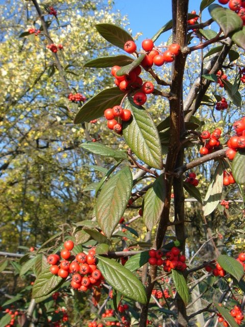 Cotoneaster salicifolius P14